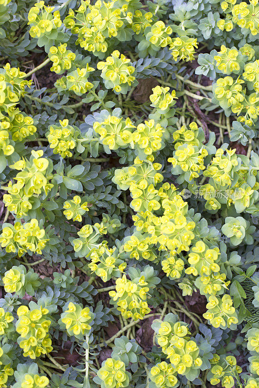 多肉植物大戟(Myrtle Spurge)在春天开黄绿色的花的高角度视图